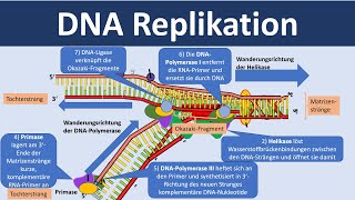 DNA Replikation  Verdopplung der DNA Biologie Oberstufe [upl. by Kcirdot]