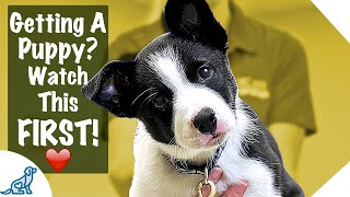 Puppy First Day Home Tips  Professional Dog Training Tips [upl. by Rosio]