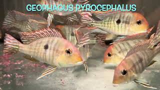 Geophagus pyrocephalus bred [upl. by Rana326]