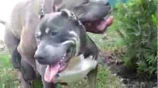 Pit bull  Parenje mating [upl. by Skip]