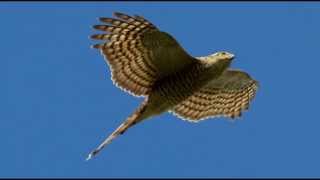 Sparrowhawk Bird Call Bird Song [upl. by Gnuoy]