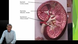 Urinorganen del 1 5 [upl. by Florencia658]