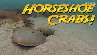 Why do Horseshoe Crabs Come to Massachusetts every year [upl. by Aliakim791]