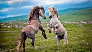 Wildlife BiH  Divlji konji  Bosnian Wild Horses  REPORTAŽA [upl. by Salohcim]