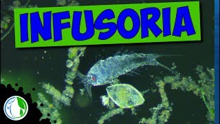 INFUSORIA SPAWNING AQUARIUM FOR FISH FRY [upl. by Aynor]