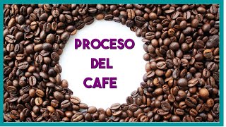 Proceso del cafe paso a paso [upl. by Ive]