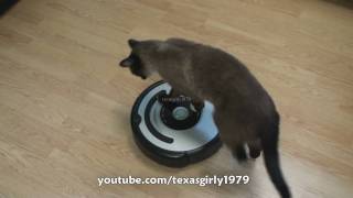 Cat shows HOW TO use iRobot Roomba Vacuum [upl. by Yrrad]