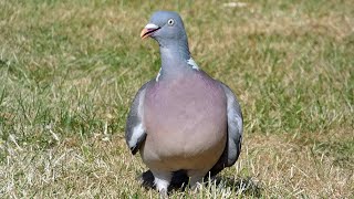 Bird Facts The Common Wood Pigeon [upl. by Abdul]