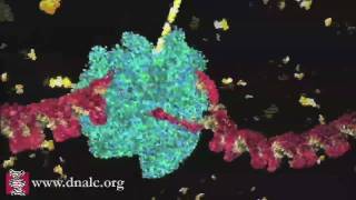 DNA Transcription Basic [upl. by Kirch]