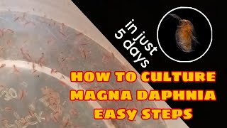 How to Culture Magna Daphnia Easily [upl. by Moore]