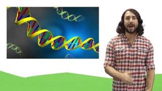 Nucleic Acids DNA and RNA [upl. by Lesiram]