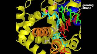 DNA Polymerase [upl. by Buckley]