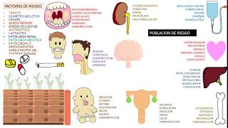 Candida albicans Candidiasis [upl. by Oby]