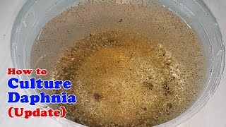 How to Culture Daphnia Update with ZERO Cost  Unlimited Live Food for Our Fish [upl. by Syla732]