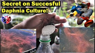 How to Culture Daphnia Successfully [upl. by Chloe881]