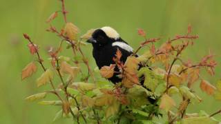 Bobolink [upl. by Newsom]