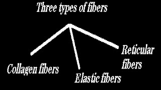 Human Anatomy Fibers [upl. by Bethesda]