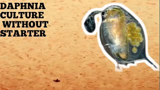 HOW TO CULTURE DAPHNIA NATURALLY WITHOUT A STARTER [upl. by Philo]