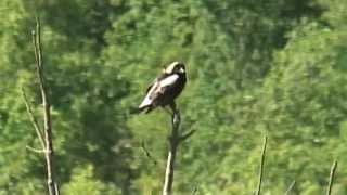 A Bobolink sings out at Forks of the Credit Provincial Park [upl. by Ocirema]