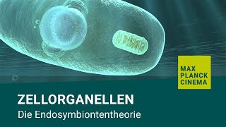 Zellorganellen  Die Endosymbiontentheorie [upl. by Matilda]