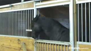 Houdini horse escapes from stable and frees friends [upl. by Amalee721]