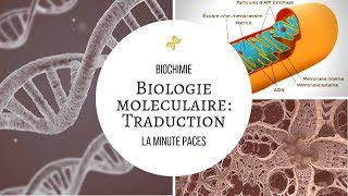 Biochimie  Biologie moléculaire Traduction [upl. by Stearn]