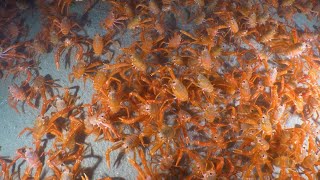 Incredible Footage Shows Crabs Migrating Across The Ocean [upl. by Annim798]