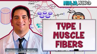 Musculoskeletal System  Type I Muscle Fibers [upl. by Aikaz]