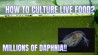 How to Culture Daphnia Secret Method to Breed MILLIONS  Simply Aquatic [upl. by Noeruat930]