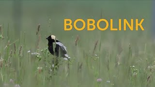 Bobolink [upl. by Nakashima363]