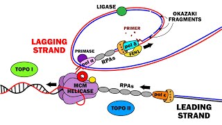 DNA REPLICATION 23  ELONGATION [upl. by Jeffcott]