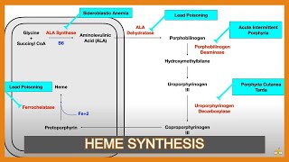 Heme Synthesis Pathway and Associated Diseases [upl. by Hennessey523]