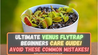 Venus Flytrap Care 101 For Beginners How To Repot A Lowes Venus Flytrap  Common Mistakes To Avoid [upl. by Windham167]