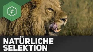 Natürliche Selektion – Evolution [upl. by Yrad]