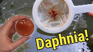 How I Culture Daphnia In Outdoor Tubs [upl. by Alejandra250]