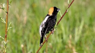 Hear the lovely Bobolink song [upl. by Kevon]