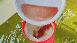 How to culture daphnia  Daphnia culture  How to grow daphnia outdoor [upl. by Jarus]