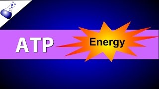 ATP Adenosine Triphosphate [upl. by Denbrook]