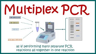 Multiplex PCR [upl. by Ferdinanda]