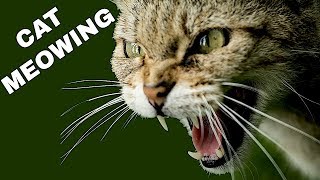 Cat Sound Effect  Cat Meowing [upl. by Coppins830]