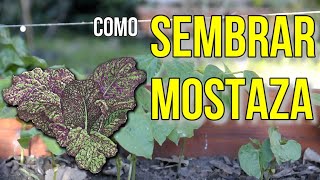 COMO SEMBRAR MOSTAZA [upl. by Htebazil]