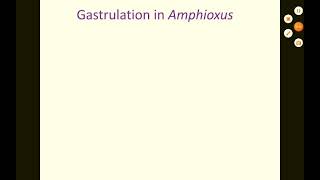 Gastrulation in Amphioxus [upl. by Avery462]