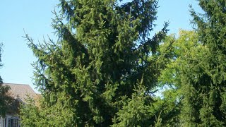 Norway Spruce Growing Guide [upl. by Ykcul]