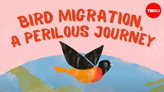 Bird migration a perilous journey  Alyssa Klavans [upl. by Sarena]