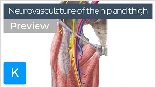 Hip and thigh Arteries veins and nerves preview  Human Anatomy  Kenhub [upl. by Auoy]