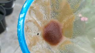 How to culture daphnia moina in a small container Part 1 English Subtitle [upl. by Schroer628]