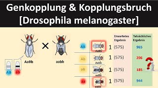 GenkopplungKopplungsbruch Drosophila  Biologie Genetik Oberstufe [upl. by Raquela729]