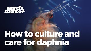 How to Culture and Care for Daphnia [upl. by Nosneh]