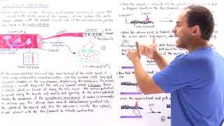 Contraction of Skeletal Muscle [upl. by Kimmel615]