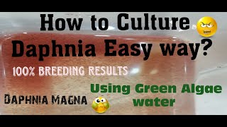 Daphnia MagnaHow to Culture Daphnia Easy wayCulturing Daphnia using Green water Daphnia [upl. by Francois]